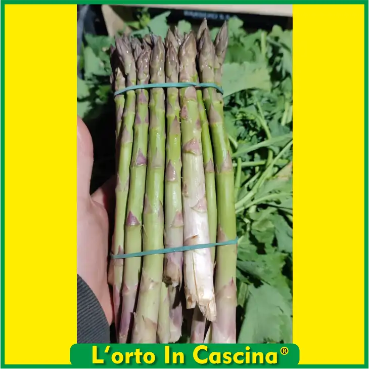 Asparagi