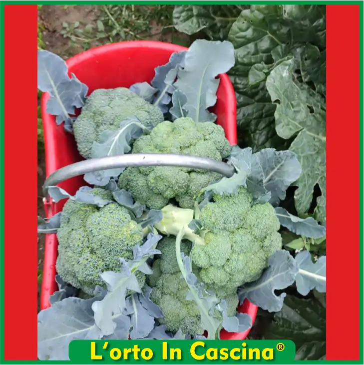 Broccoli
