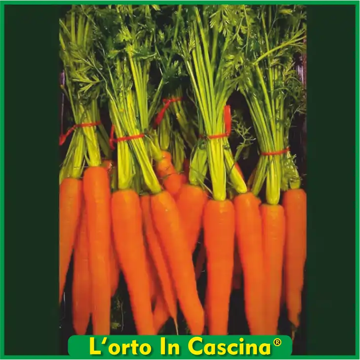 Carote mazzo