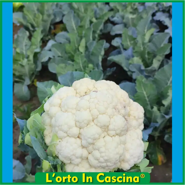 Cavolfiori Bianco