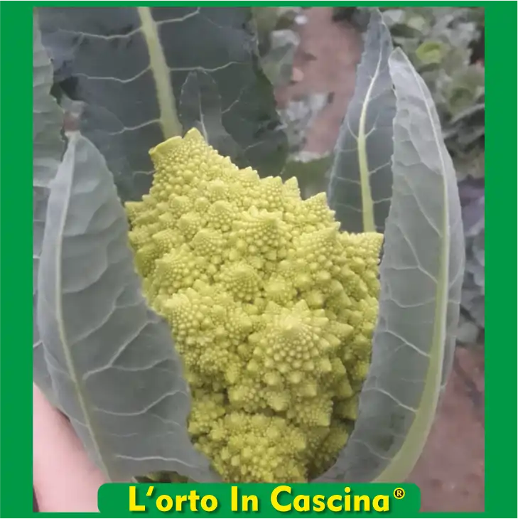 Cavolfiori Romanesco