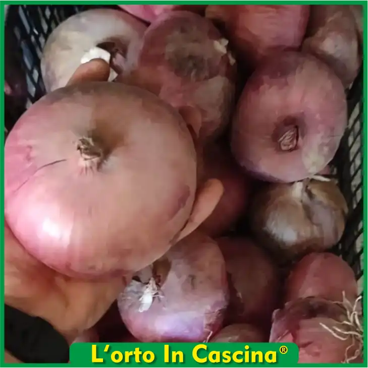 Cipolla Rossa