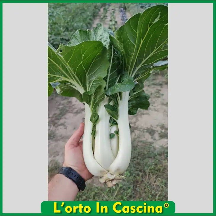 Coste