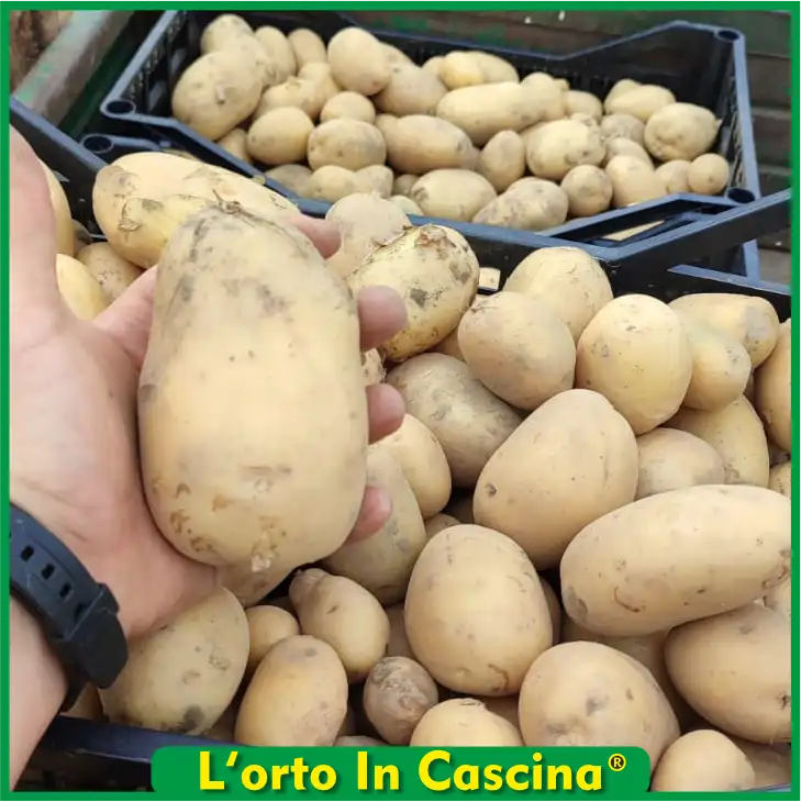 Patate Gialle