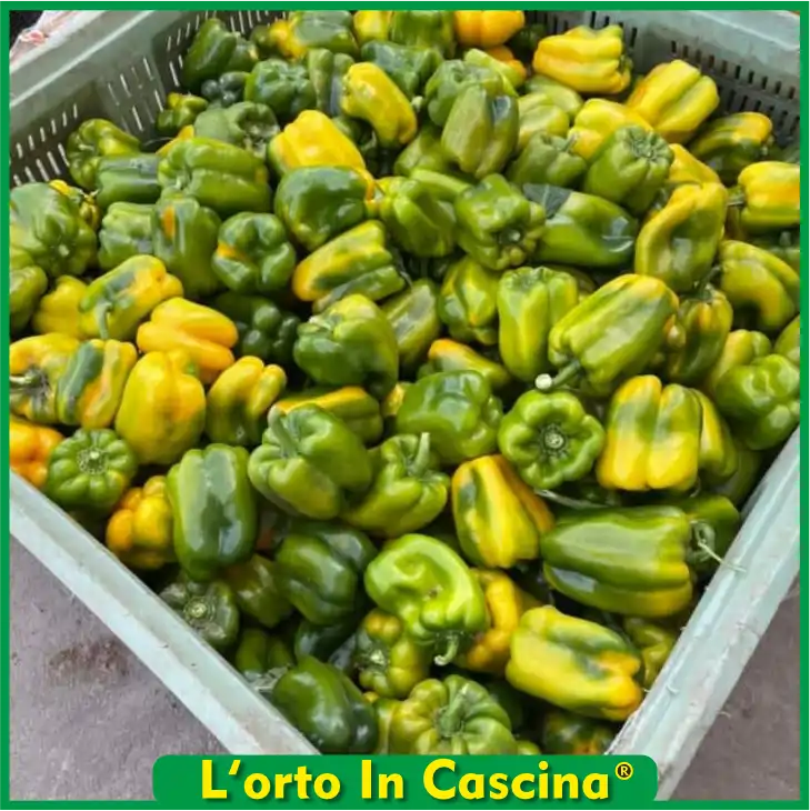 Peperoni Giallo