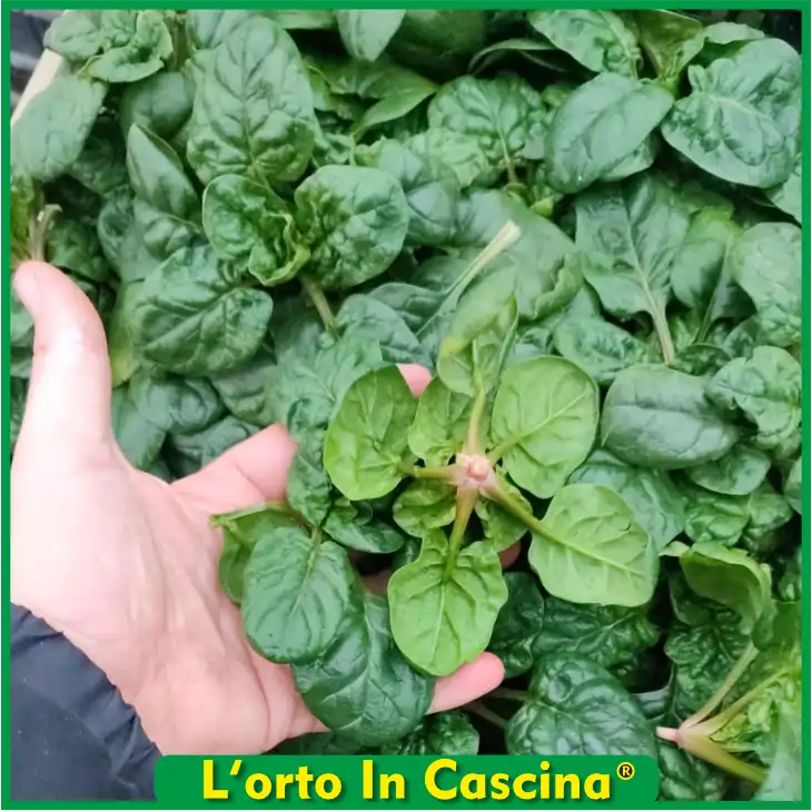 Spinaci