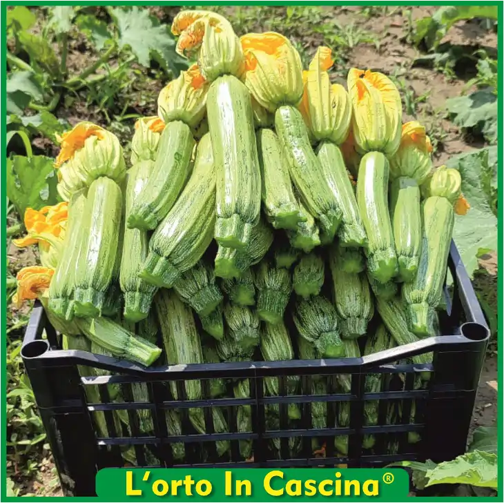 Zucchini